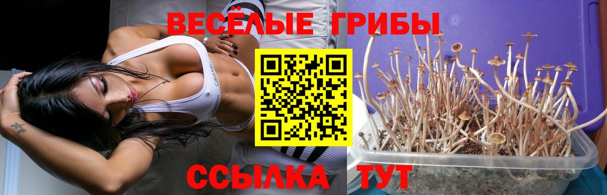 Псилоцибиновые грибы прущие грибы Махачкала